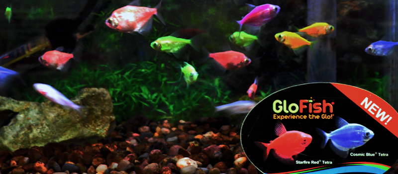 New Glo Fish